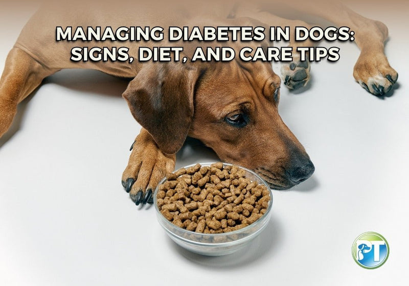 Managing Diabetes in Dogs – Signs, Diet, and Care Tips - PetsTEK