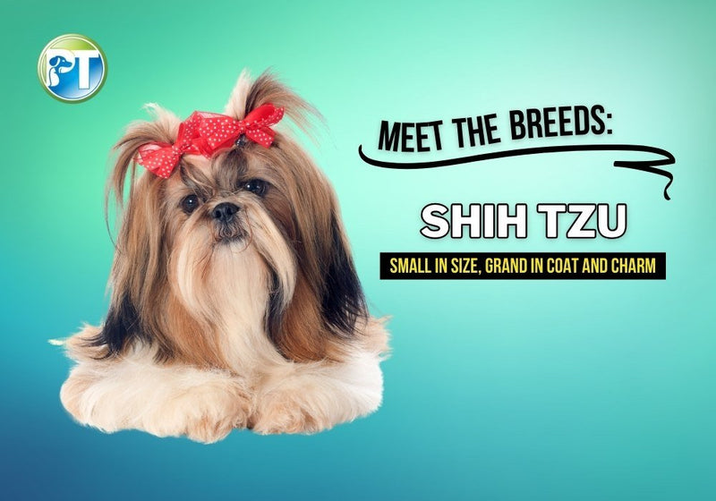 Meet the Shih Tzu: Traits, Care, Health, and Training Tips for This Beloved Toy Breed - PetsTEK