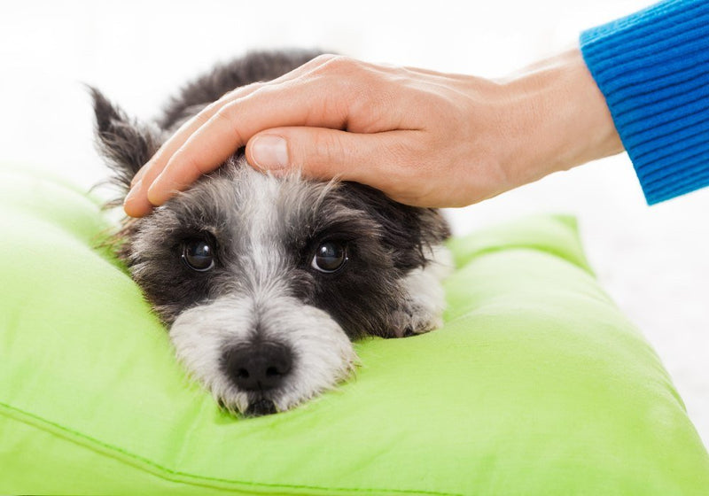 Mysterious Respiratory Illness in Dogs 2024: Symptoms, Spread, and Safety Tips - PetsTEK