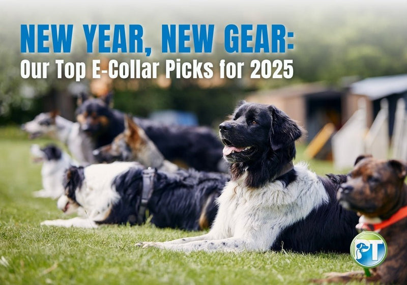 New Year, New Gear: Our Top E-Collar Picks for 2025 - PetsTEK