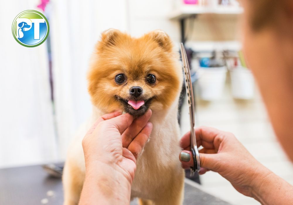 Popular Dog Services: Grooming, Training, Walking & Boarding Guide - PetsTEK