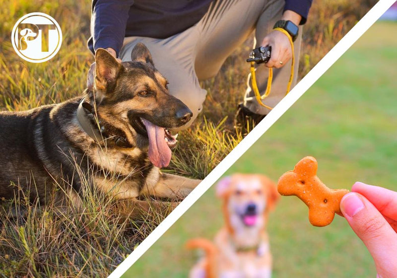 Positive Reinforcement vs Balanced Dog Training – Pros, Cons & Tools - PetsTEK