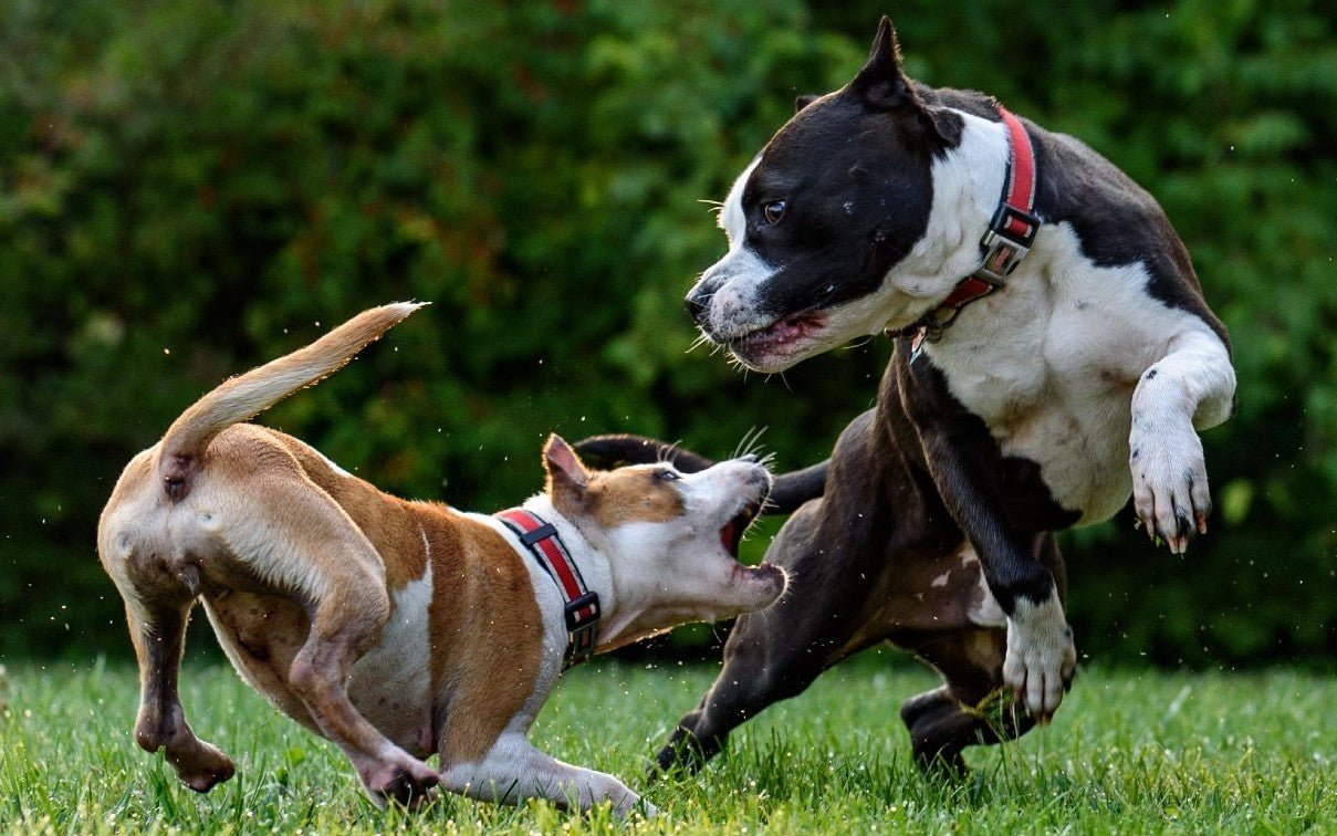 Reactive vs Aggressive Dogs: How to Tell the Difference and Help Your Pet - PetsTEK