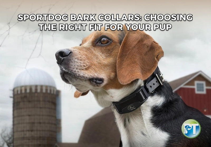SportDOG Bark Collars – Find the Right Model for Your Dog - PetsTEK
