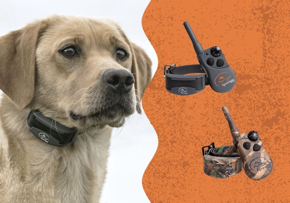 SportDog Feature: 425X vs 425XS vs 425X Camo - PetsTEK