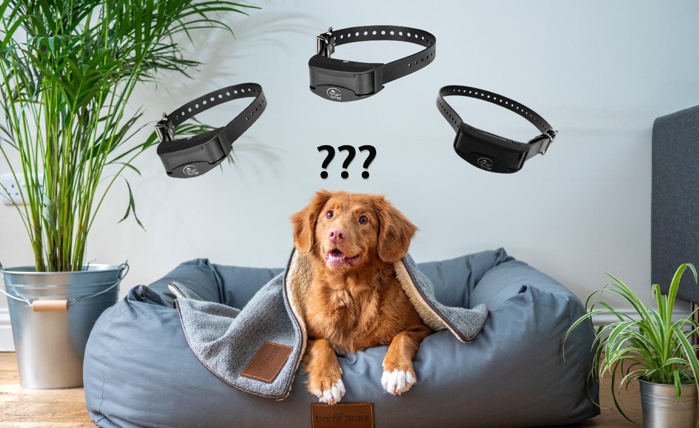 SportDog No Bark Collars Review: Compare SBC-R, SBC-10 & SBC-8 - PetsTEK
