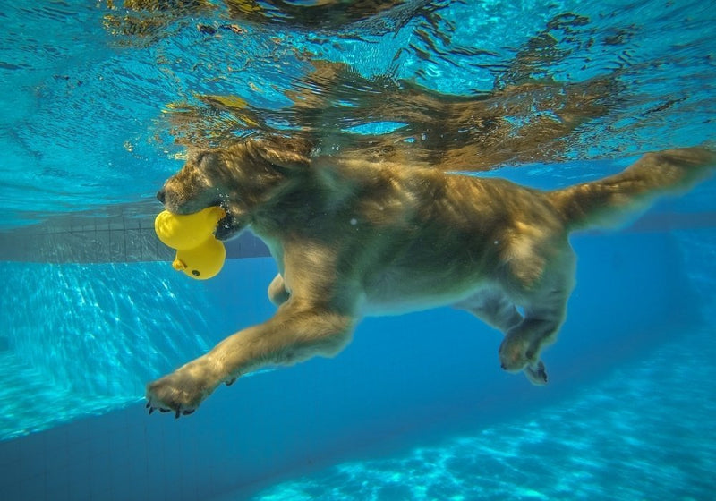 The Benefits of Regular Exercise for Dogs: Health, Behavior & Training - PetsTEK