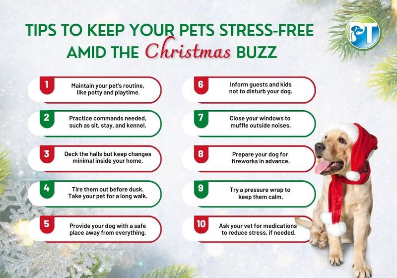 Tips to Keep Your Pets Stress-Free Amid the Christmas Buzz - PetsTEK