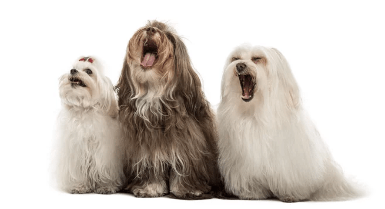 Top 10 Noisiest Dog Breeds and How to Manage Barking - PetsTEK