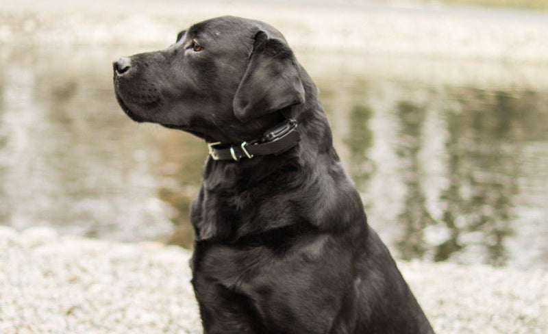 Top 5 Reasons E-Collars Are Safe and Effective for Dog Training - PetsTEK