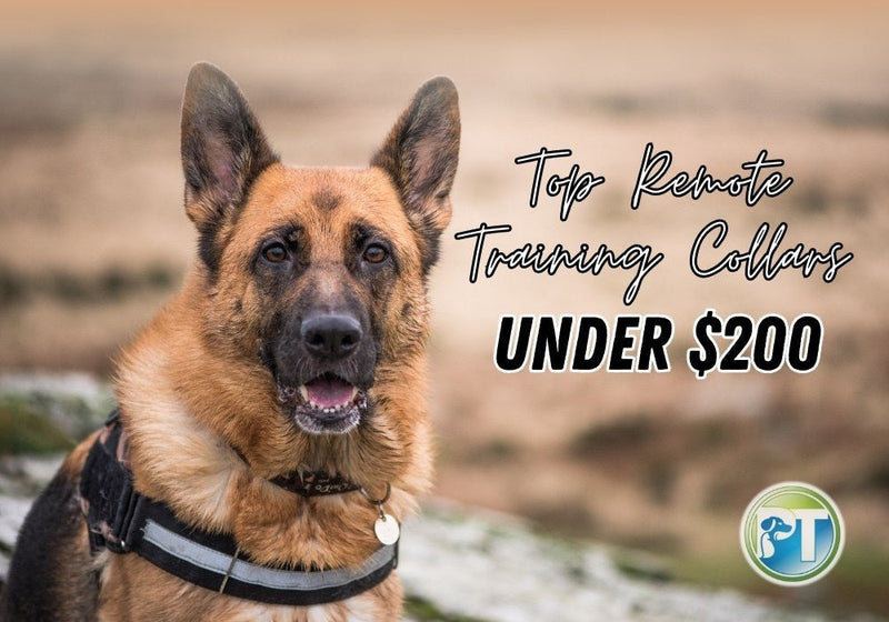 Top Remote Training Collars Under $200: Reliable E-Collars for Dogs - PetsTEK