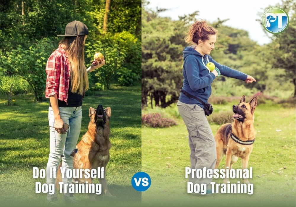 Training Your Dog: DIY vs. Professional Help – Which Is Right for You? - PetsTEK