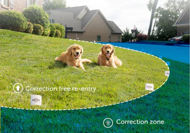Training Your Dog to Understand E-Fence Boundaries – Step by Step Guide - PetsTEK