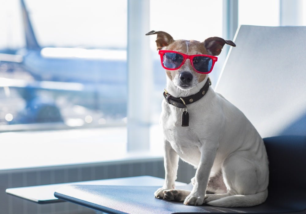 Travel Tips for Flying with Your Dog – Airline Rules and Comfort Guide - PetsTEK