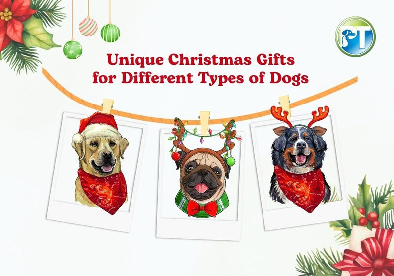 Unique Christmas Gifts for Every Type of Dog - PetsTEK