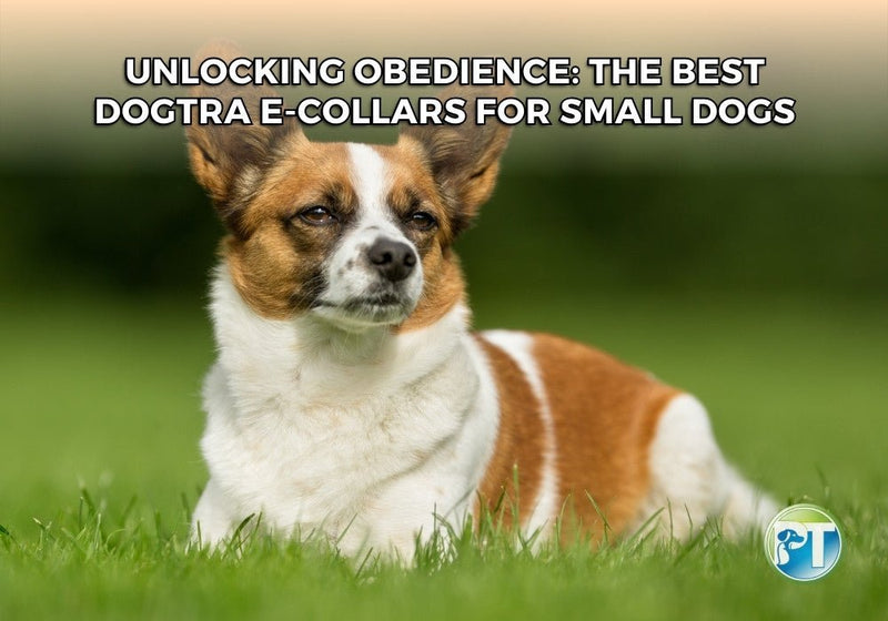 Unlocking Obedience: The Best Dogtra E-Collars for Small Dogs - PetsTEK