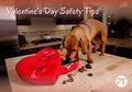 Valentine’s Day Safety Tips for Dog Owners: Keep Your Pup Safe - PetsTEK