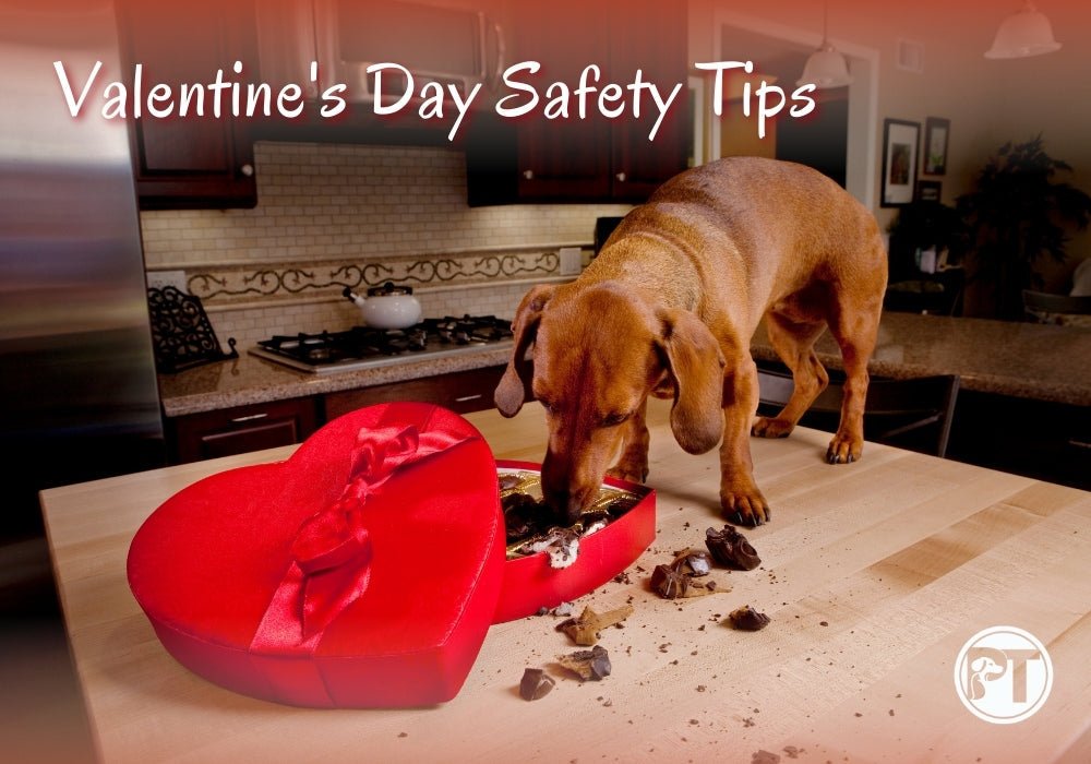 Valentine’s Day Safety Tips for Dog Owners: Keep Your Pup Safe - PetsTEK