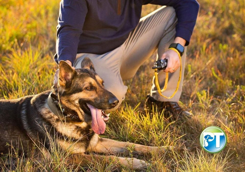 What Does a Dog E-Collar Do? Functions, Benefits & Safe Training Guide - PetsTEK