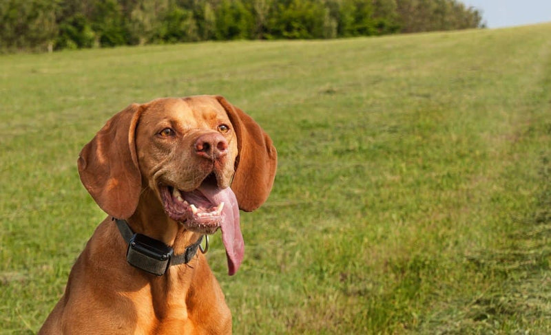 What is an E-Collar for Dogs? Safety, Uses, and Training Benefits - PetsTEK