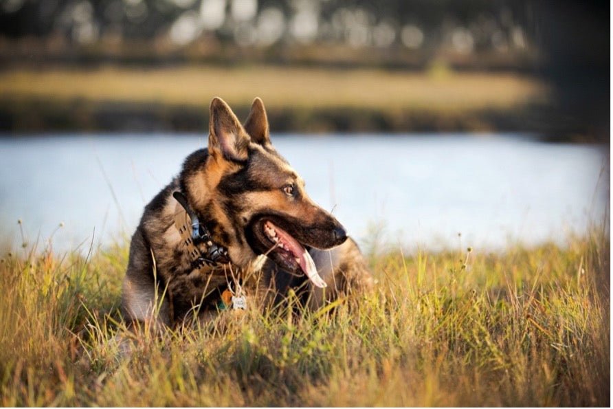 Why E-Collars Are More Effective Than Traditional Dog Training Methods - PetsTEK