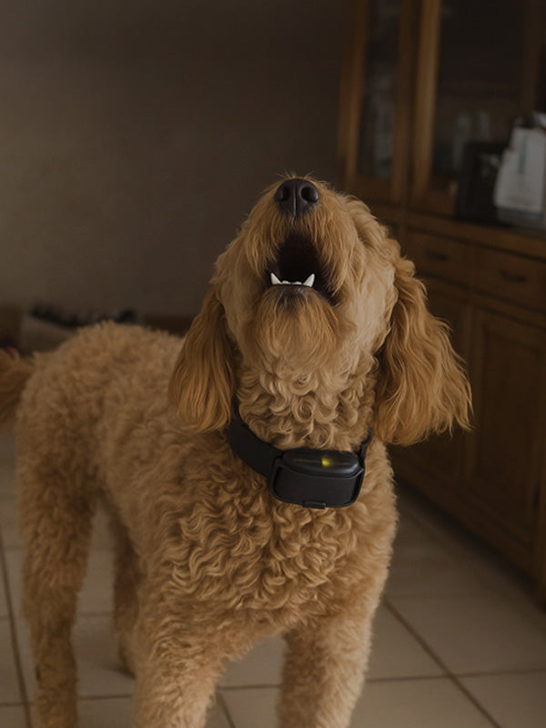 No Bark Collars