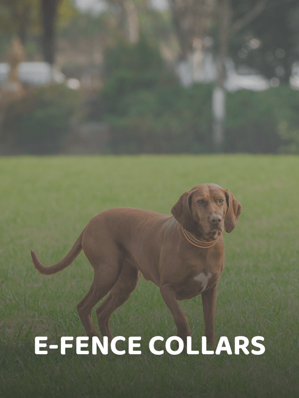 Add-On E-Fence Collars by SportDOG - PetsTEK
