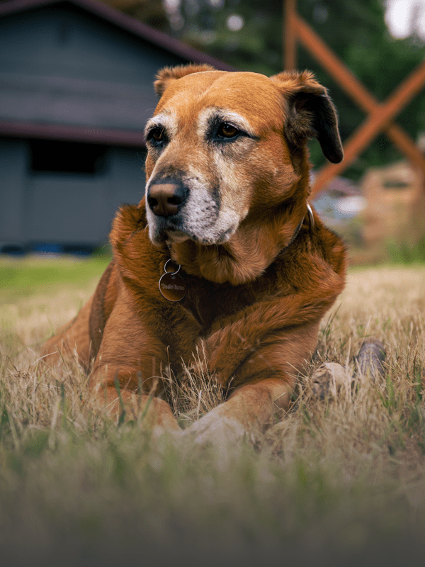 Mature Dogs - PetsTEK