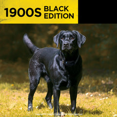 Black Dog Wearing Dogtra 1900S Black Edition Remote Training Collar
