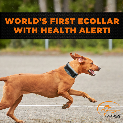Dog Running with SportDog FieldSentinel SD-1825FS Remote Training Collar