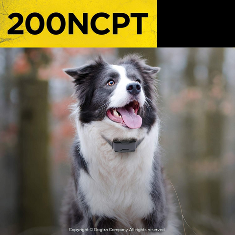 Dog Wearing a Dogtra 200NCPT Collar
