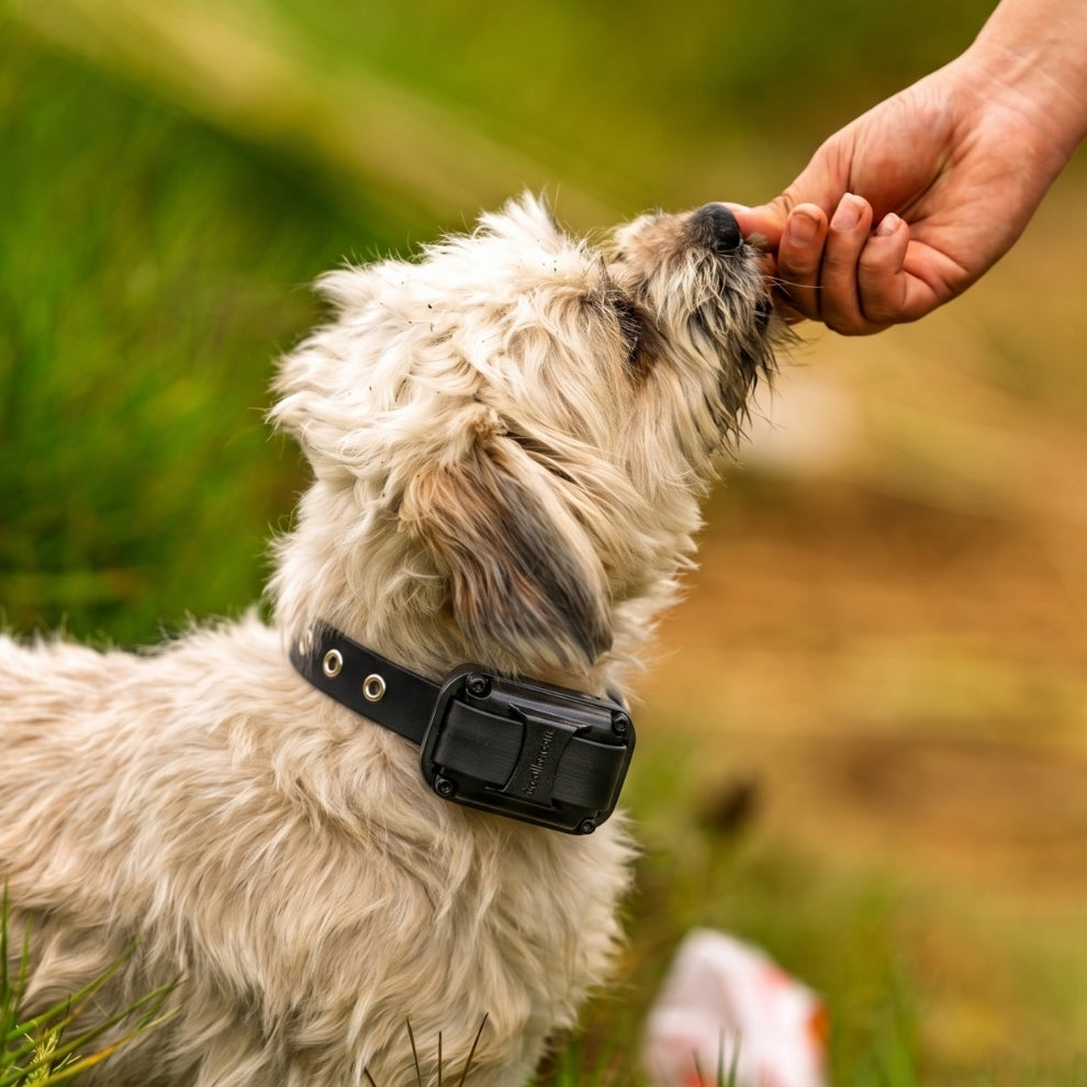 Micro Educator ME-302 Remote Dog Training Collar Purple by E-Collar Te Micro Educator ME-302 Remote Dog Training Collar Purple by E-Collar Te