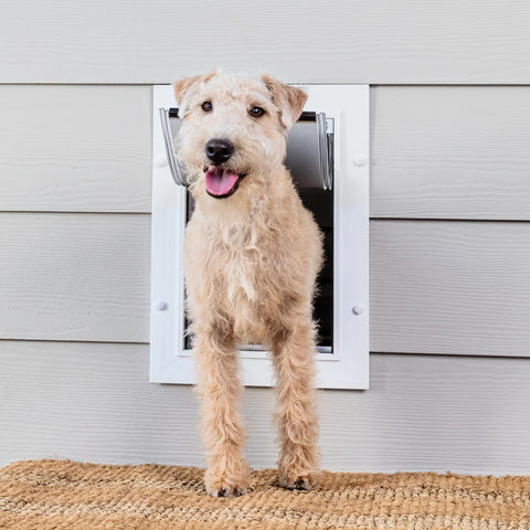 Hairy White Dog Entering PetSafe ZPA00-16202 Wall Entry Pet Door Medium