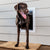 Large Black Dog Entering PetSafe - ZPA00-16203 Wall Entry Pet Door