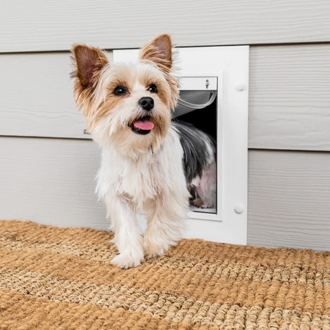 Small Dog Entering PetSafe ZPA00-16201 Wall Entry Pet Door