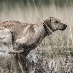 petstek.myshopify.com SportDOG - SD-1825XCamo - Wetlandhunter 1825X - 1 Mile - Remote Training Collar  SportDOG