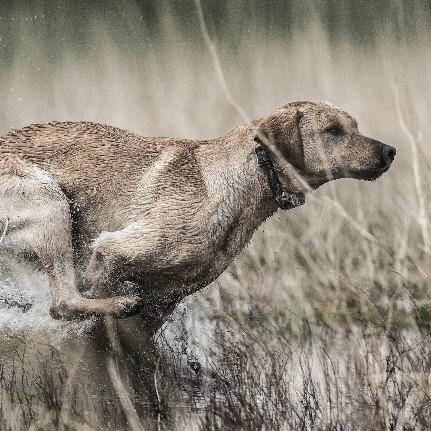 petstek.myshopify.com SportDOG - SD-1825XCamo - Wetlandhunter 1825X - 1 Mile - Remote Training Collar  SportDOG