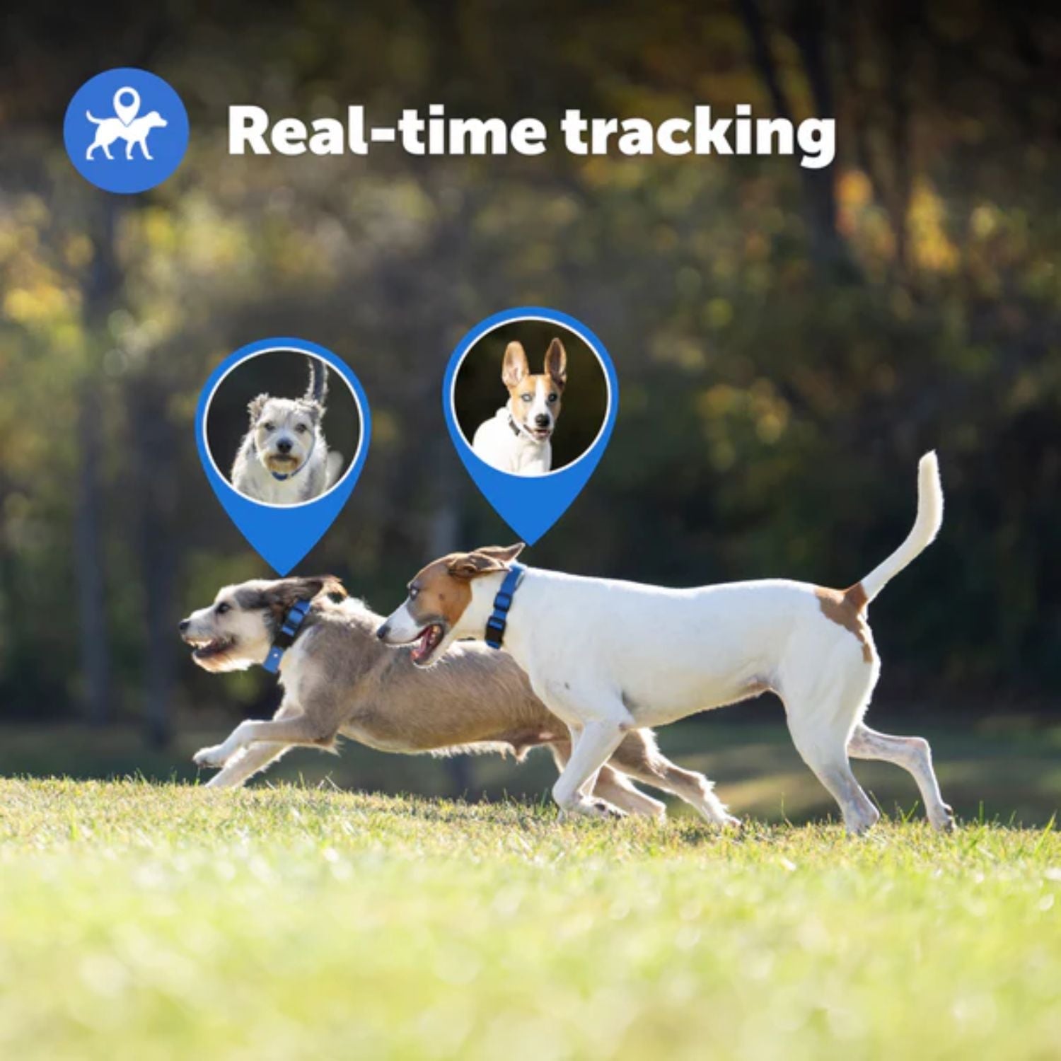 PetSafe-PetSafe - PIF00-17804 - Guardian® GPS + Tracking Dog Fence Collar - E-Fence