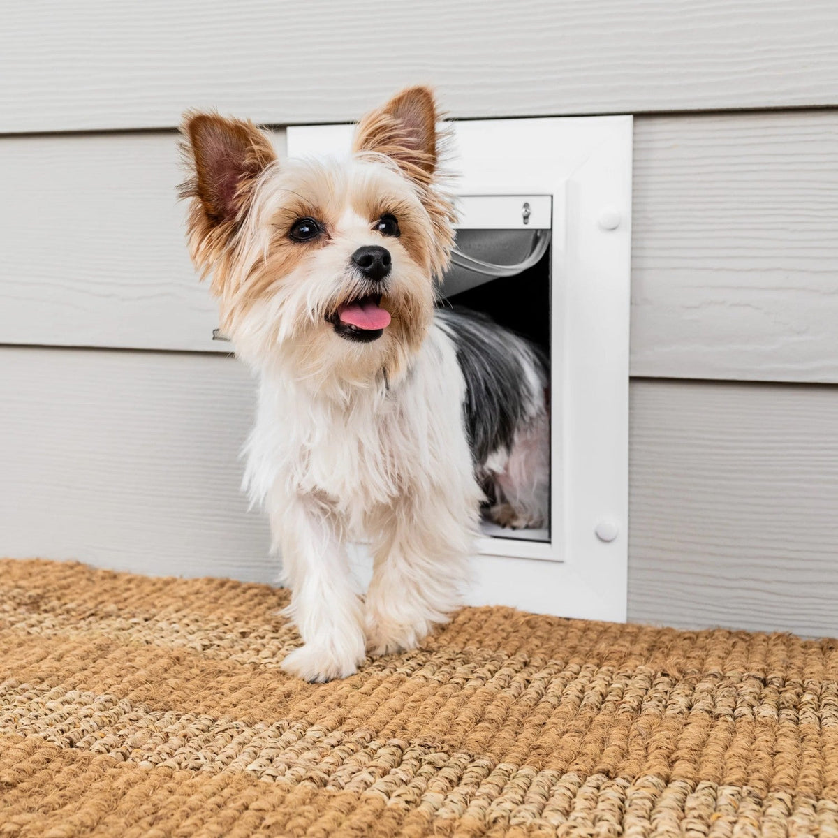 PetSafe-PetSafe - ZPA00-16201 Wall Entry Pet Door - Small