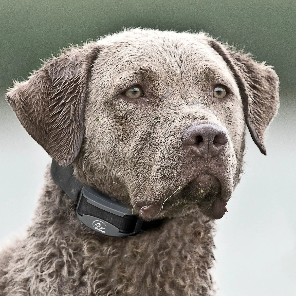 SportDOG-SportDOG - SDR-AXS - FIELDTRAINER 425XS ADD-A-DOG COLLAR - FOR STUBBORN DOGS - Additional Collar
