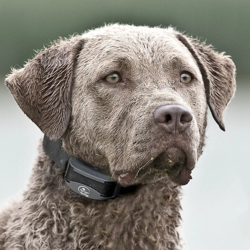 SportDOG - SDR-AXS - FIELDTRAINER 425XS ADD-A-DOG COLLAR - FOR STUBBORN DOGS - Additional Collar-zoom-