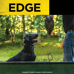 Bird Hunting Dog Wearing Dogtra EDGE Remote Training Collar