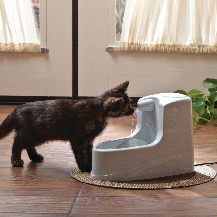 Small Black Cat Drinking from Drinkwell PWW00-14402 Mini Pet Fountain