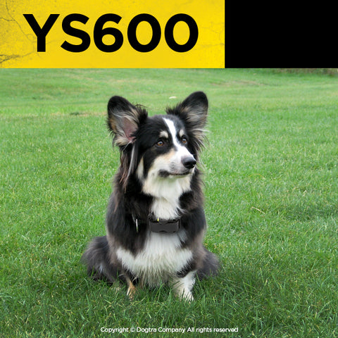 Black and White Dog Wearing Dogtra YS600 No Bark Collar