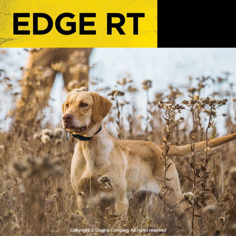 Brown Dog in Field Wearing Dogtra EDGE RT Remote Training Collar