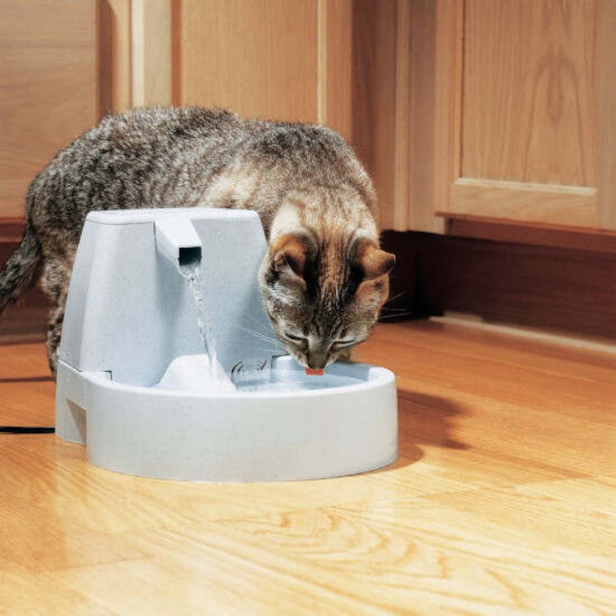 Cat Drinking from Drinkwell PWW00-13704 Original Fountain