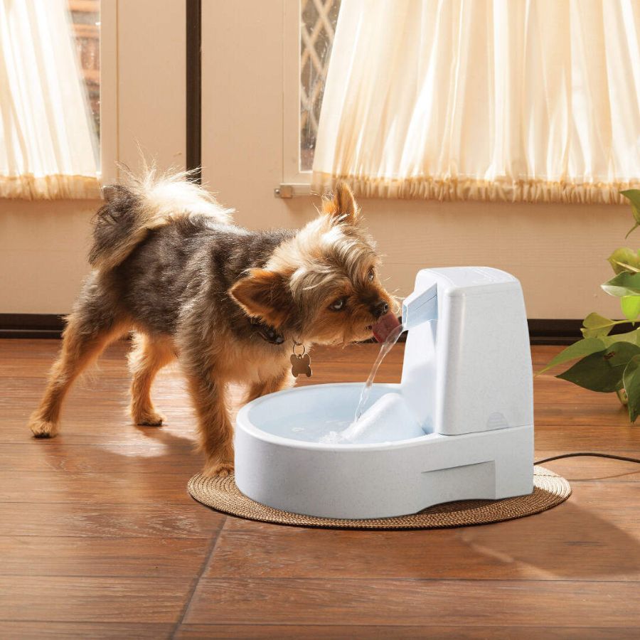 Dog Drinking from Drinkwell PWW00-13704 Original Fountain