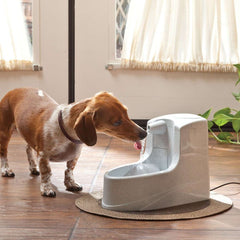 Small Dog Drinking from Drinkwell PWW00-14402 Mini Pet Fountain