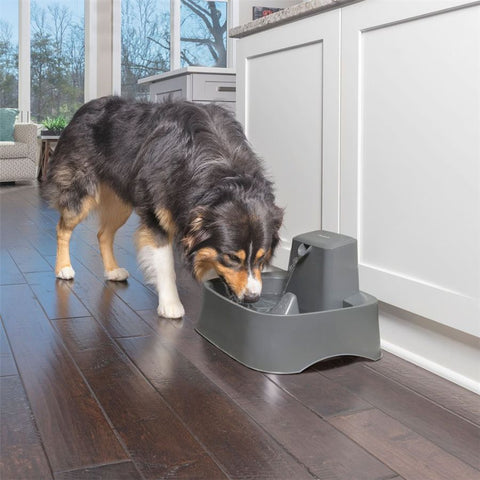 Dog Drinking from Drinkwell PWW00-16468 2-Gallon Pet Fountain