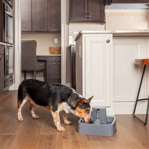 Dog Drinking from Drinkwell PWW00-16777 1-Gallon Pet Fountain